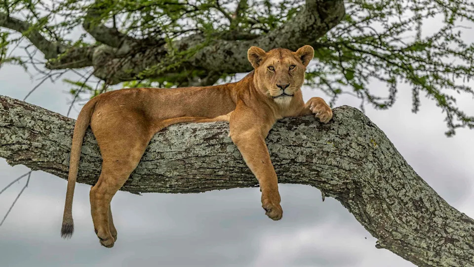 Documentaries Got It Wrong: GPS Study Shows Lions Often Track — Not Trail — Hyenas