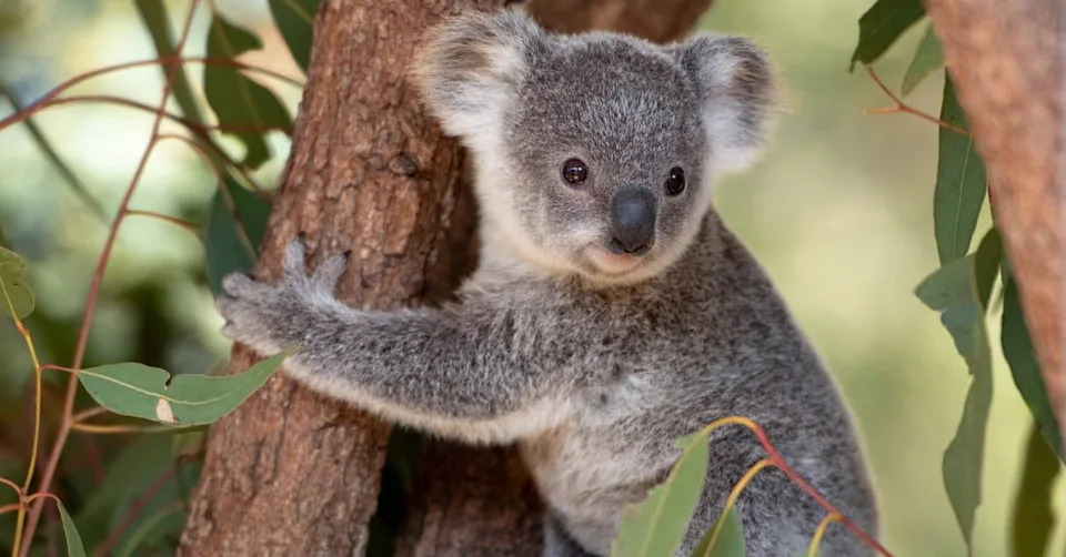 New Vaccine Offers Hope — Can Koalas Be Saved Before They Vanish?