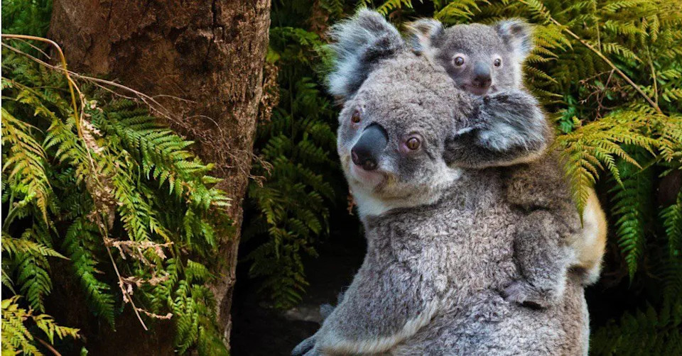New Vaccine Offers Hope — Can Koalas Be Saved Before They Vanish?