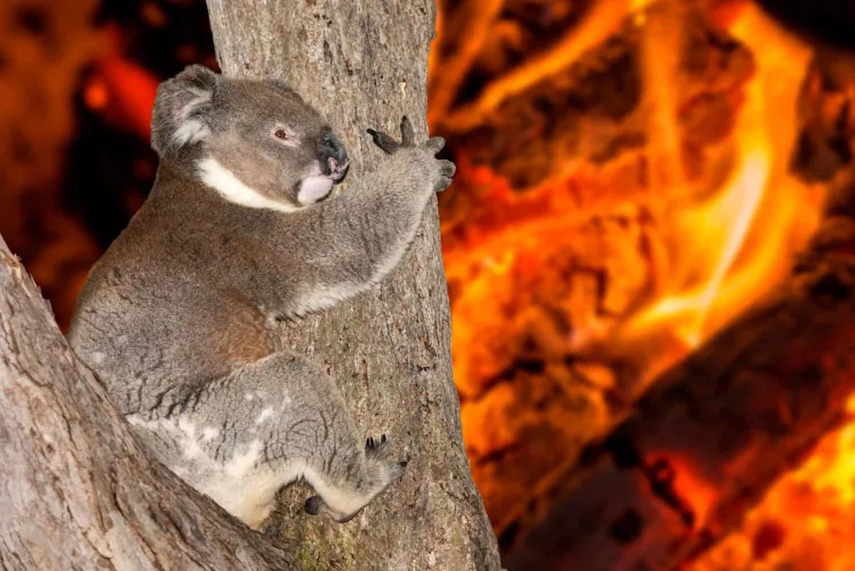 New Vaccine Offers Hope — Can Koalas Be Saved Before They Vanish?
