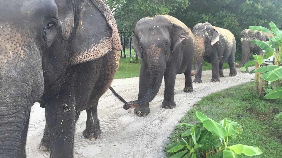 How a Rotated Fruit Box Revealed Asian Elephants’ Impressive Self-Control