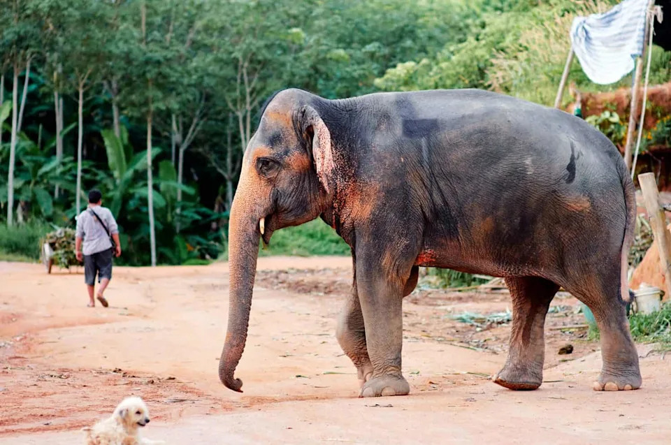 How a Rotated Fruit Box Revealed Asian Elephants’ Impressive Self-Control