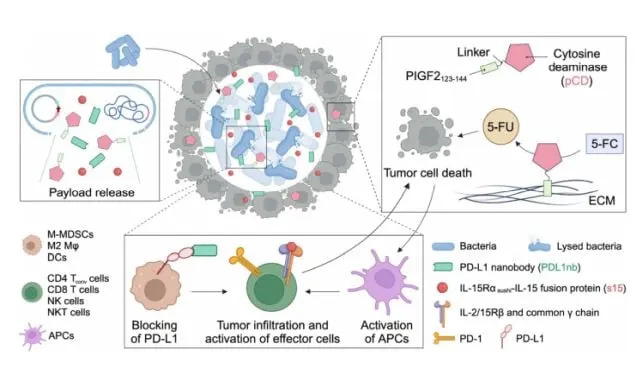 Engineered Probiotic Produces Chemotherapy Inside Tumors and Eradicates 43% of Colorectal Tumors in Mice