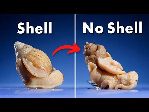Snail Shells Keep a Clear Record of Past Cyclones and Extreme Rainfall