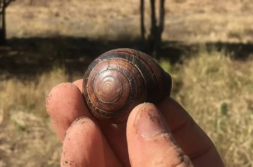 Snail Shells Keep a Clear Record of Past Cyclones and Extreme Rainfall