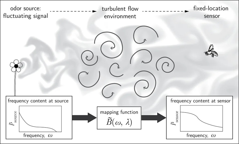 How Turbulence Rewrites Odor Signals: Filtering, Spreading and New Fluctuations