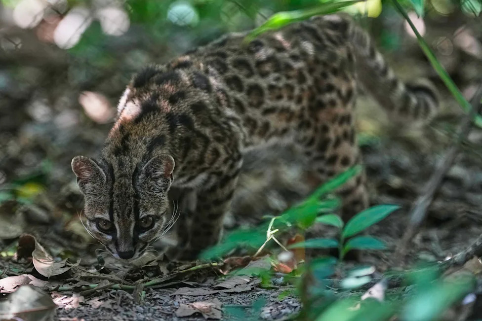 Tiny 'Tigrino' Cat in Bolivia Identified as New Species, Drawing Crowds and Conservation Attention
