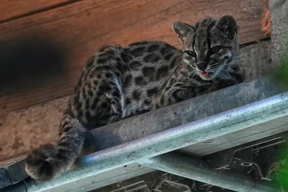 Tiny 'Tigrino' Cat in Bolivia Identified as New Species, Drawing Crowds and Conservation Attention