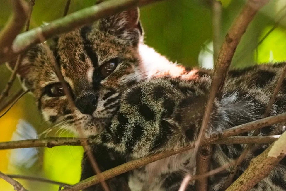 Tiny 'Tigrino' Cat in Bolivia Identified as New Species, Drawing Crowds and Conservation Attention