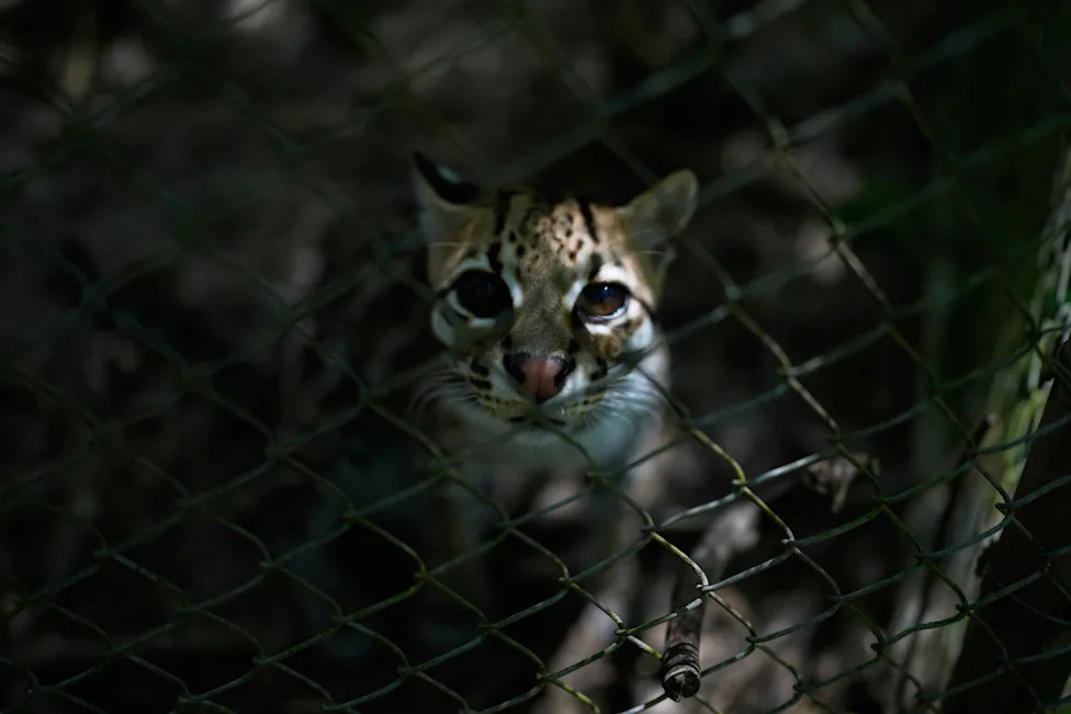 Tiny 'Tigrino' Cat in Bolivia Identified as New Species, Drawing Crowds and Conservation Attention