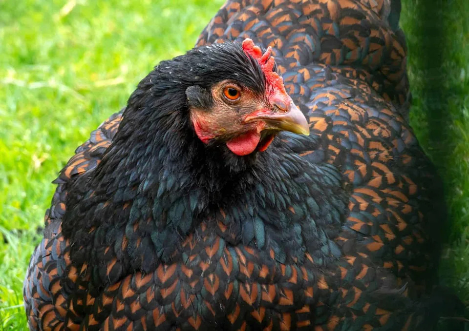 Scientists Confirm: The Egg Came Before the Chicken — Here's Why