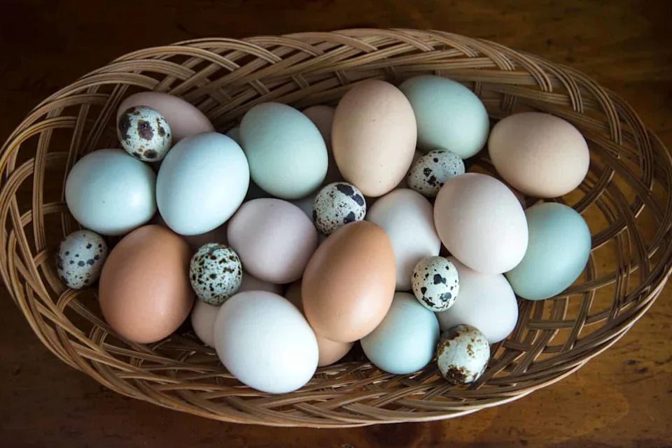 Scientists Confirm: The Egg Came Before the Chicken — Here's Why