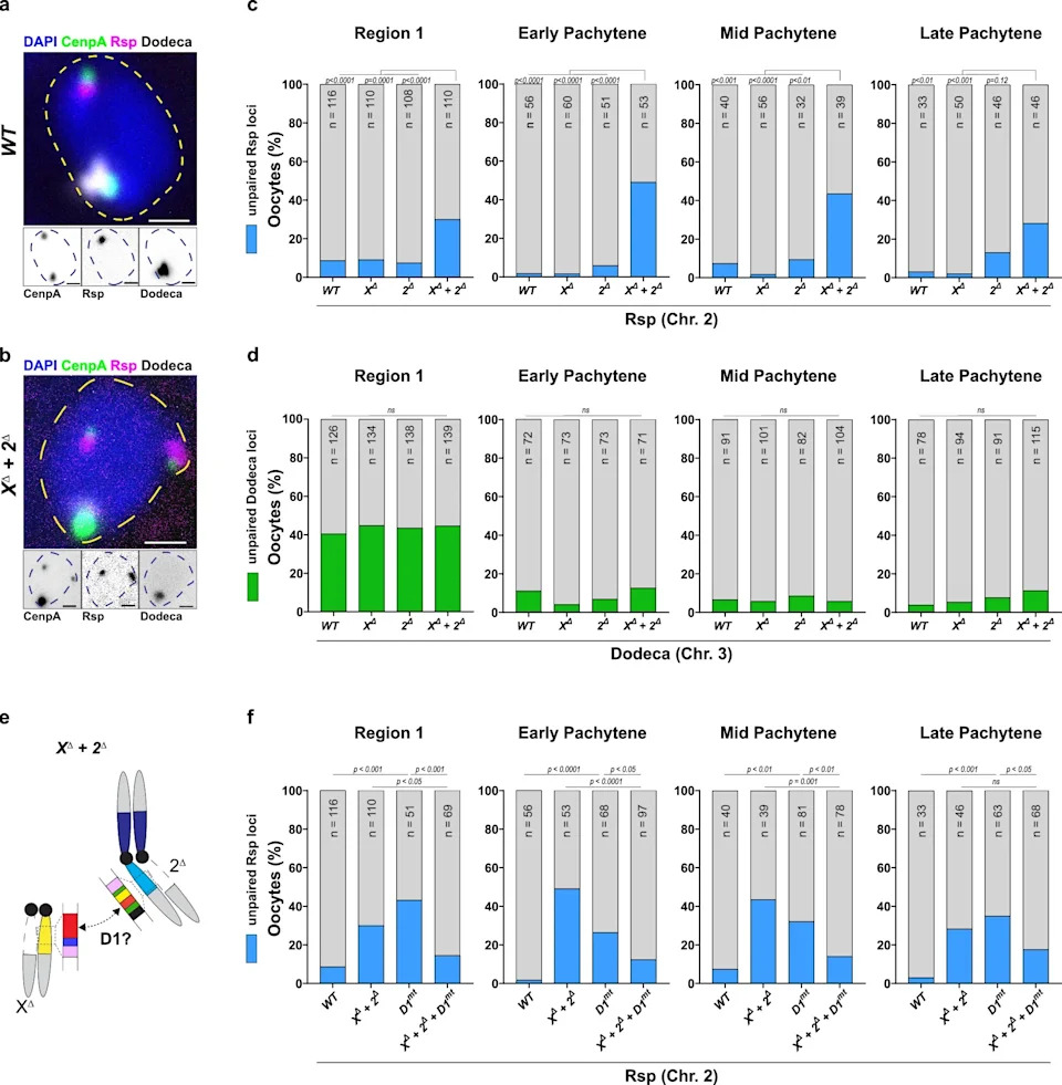 Chromosome 'Barcodes': How Repetitive Satellite DNA Guides Meiotic Pairing in Fruit Flies
