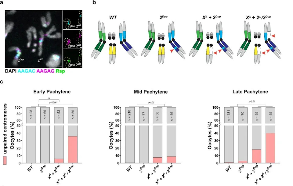 Chromosome 'Barcodes': How Repetitive Satellite DNA Guides Meiotic Pairing in Fruit Flies