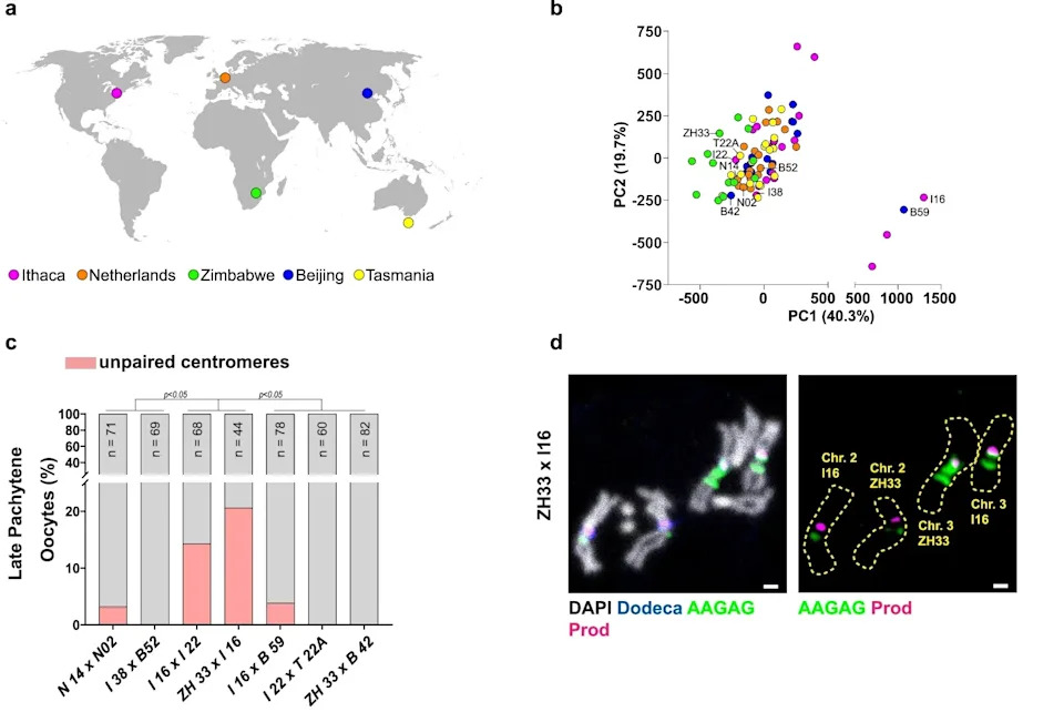 Chromosome 'Barcodes': How Repetitive Satellite DNA Guides Meiotic Pairing in Fruit Flies