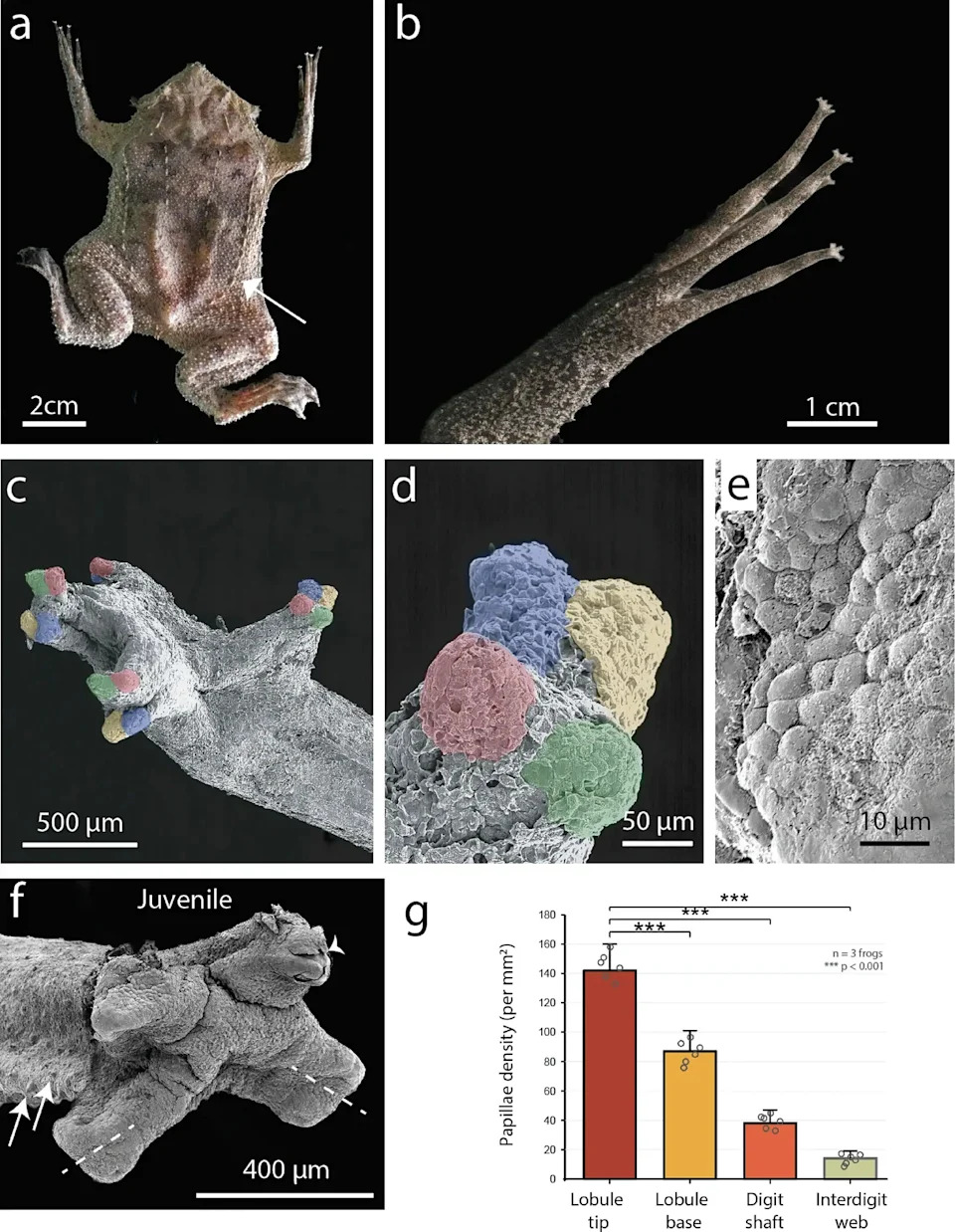 Blind, Tongueless Suriname Toad Hunts Using Human‑Like Sensitive Fingertips