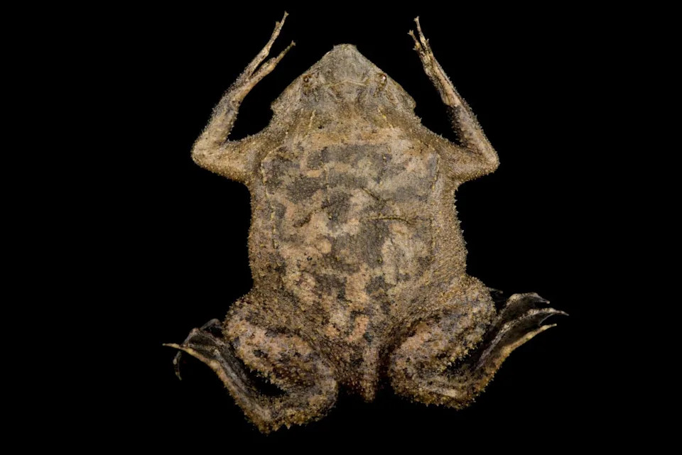 Blind, Tongueless Suriname Toad Hunts Using Human‑Like Sensitive Fingertips