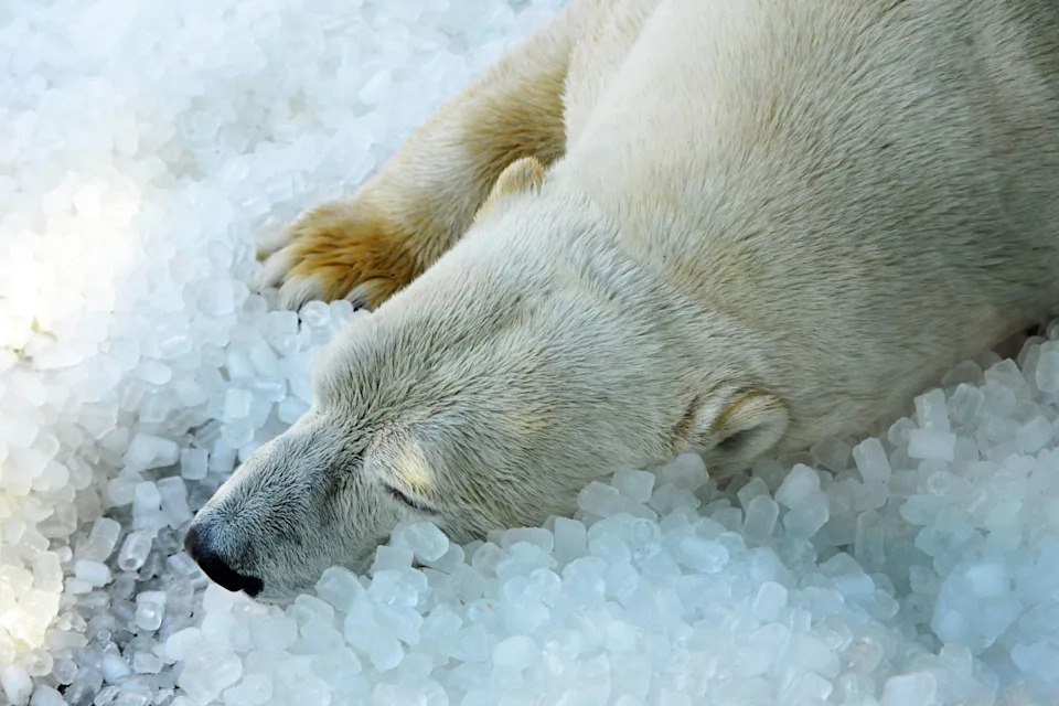 Inside the “ISS of the Arctic”: A Year-Long Drift to Study a Changing Ocean