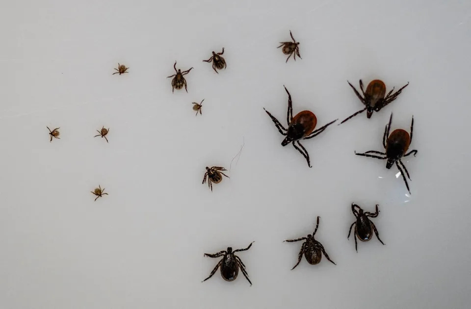 Study Shows Europe’s Most Dangerous Tick Hunts Mainly At Night — Raising Evening Exposure Risk