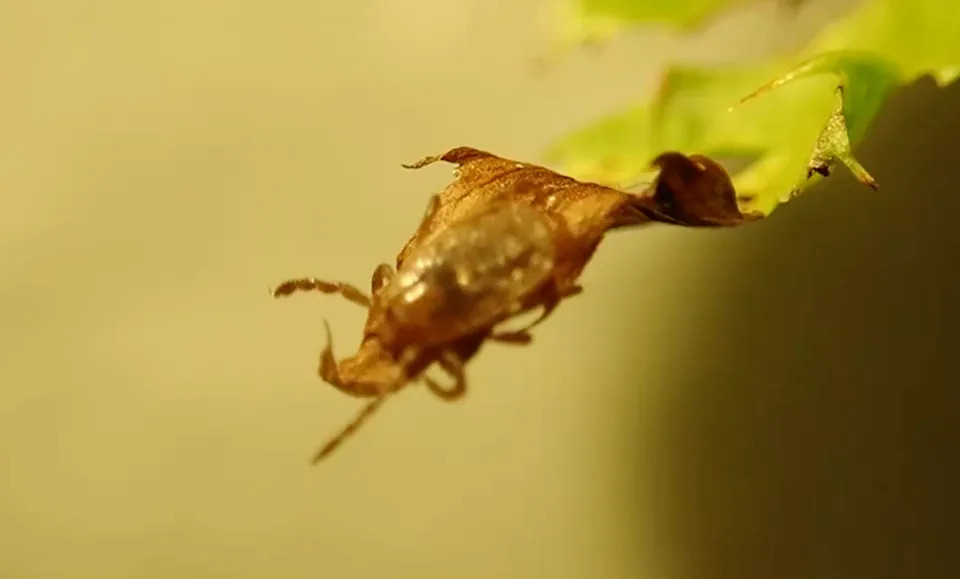 Study Shows Europe’s Most Dangerous Tick Hunts Mainly At Night — Raising Evening Exposure Risk