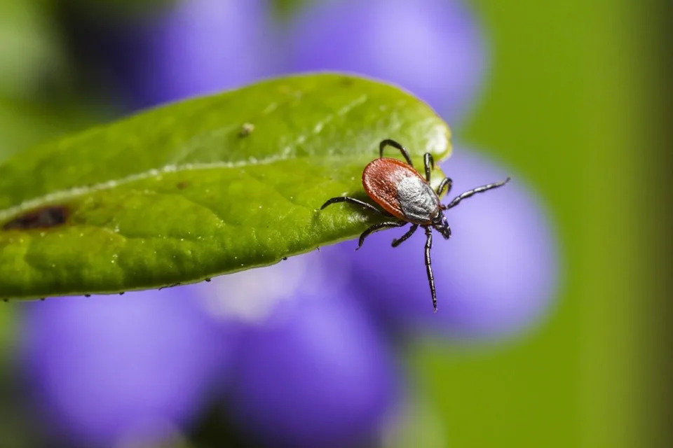 Study Shows Europe’s Most Dangerous Tick Hunts Mainly At Night — Raising Evening Exposure Risk