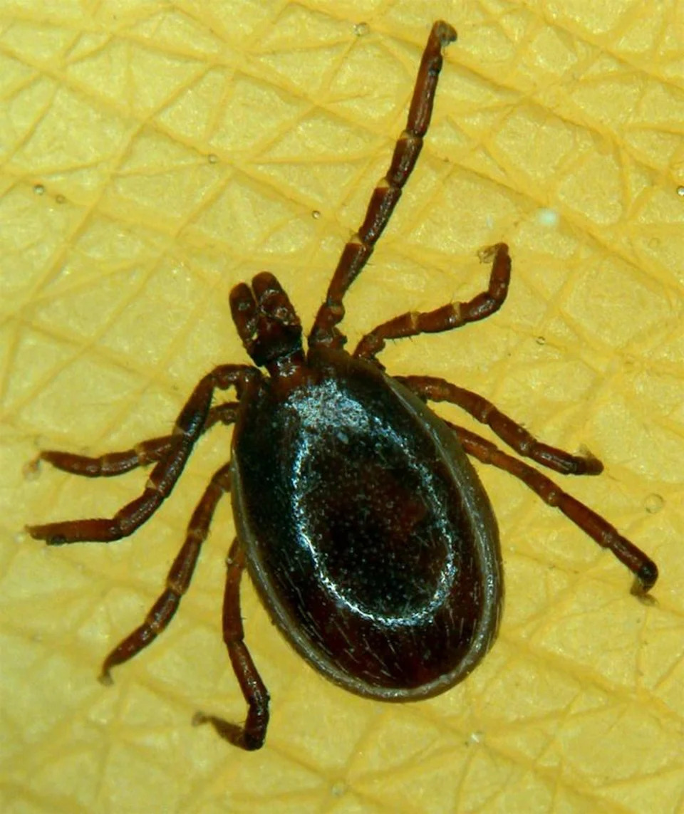 Study Shows Europe’s Most Dangerous Tick Hunts Mainly At Night — Raising Evening Exposure Risk