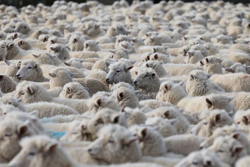 Carbon-Credit Boom Is Replanting New Zealand Farmland — and Hollowing Out Rural Communities