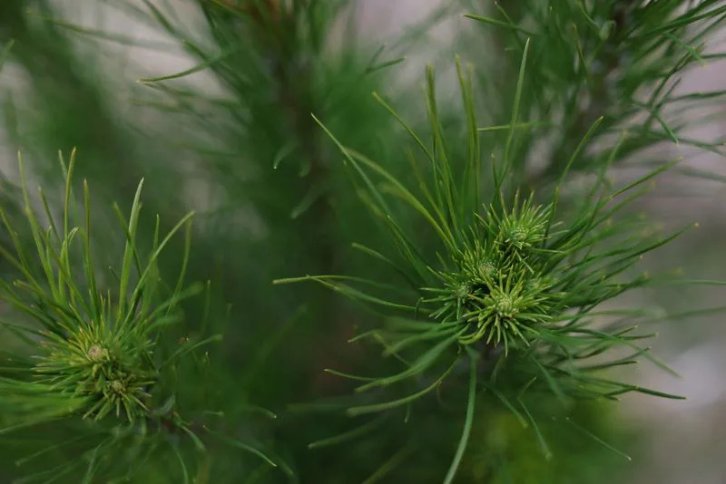 Carbon-Credit Boom Is Replanting New Zealand Farmland — and Hollowing Out Rural Communities
