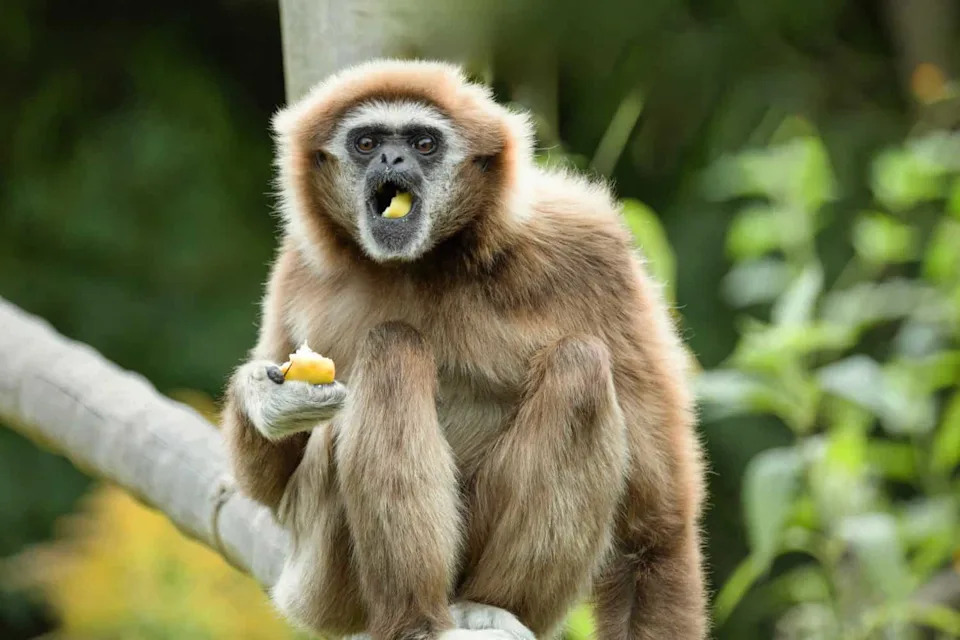 Highway Noise, Not Hikers, Is Quieting Malaysia’s White-Handed Gibbons