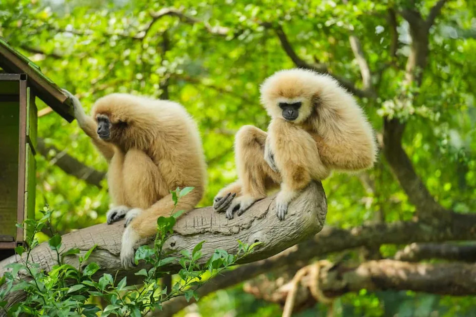 Highway Noise, Not Hikers, Is Quieting Malaysia’s White-Handed Gibbons