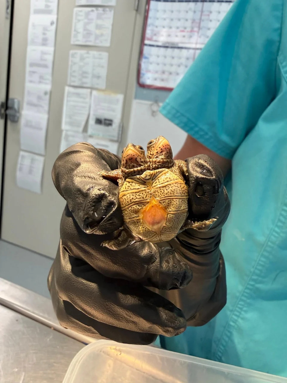 Rare Two-Headed Diamondback Terrapin Hatchling Discovered on Cape Cod