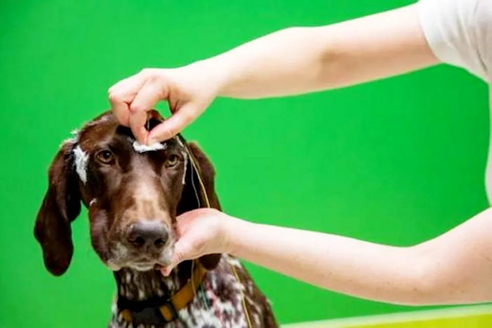 Dogs Show Human-Like Brain Signals When Told To Wait, Study Finds