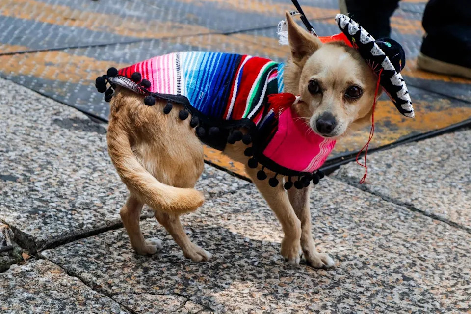 Dogs Show Human-Like Brain Signals When Told To Wait, Study Finds