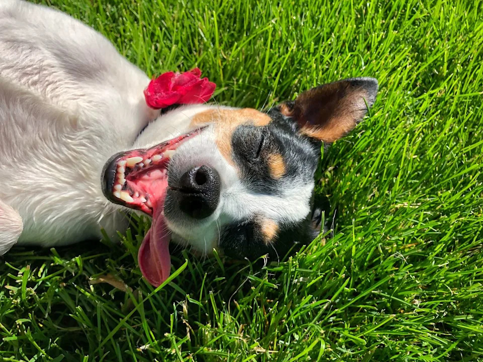 Dogs Show Human-Like Brain Signals When Told To Wait, Study Finds