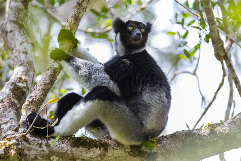 How Indri Lemurs ‘Sing’ Like Opera Vocalists: Mouth Shape, Pitch and Long-Distance Calls