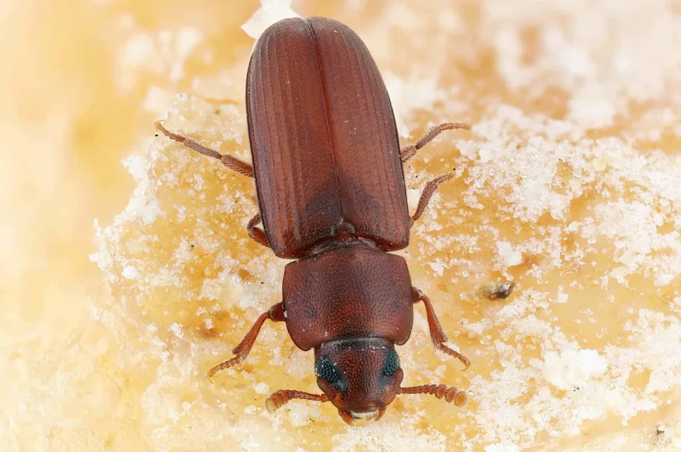 More Mates, Fewer Mutations: 15-Year Beetle Study Shows Sexual Selection Can Reduce Extinction Risk