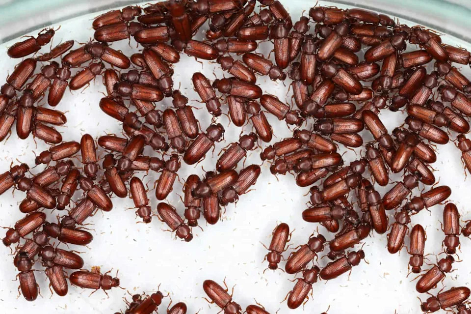 More Mates, Fewer Mutations: 15-Year Beetle Study Shows Sexual Selection Can Reduce Extinction Risk