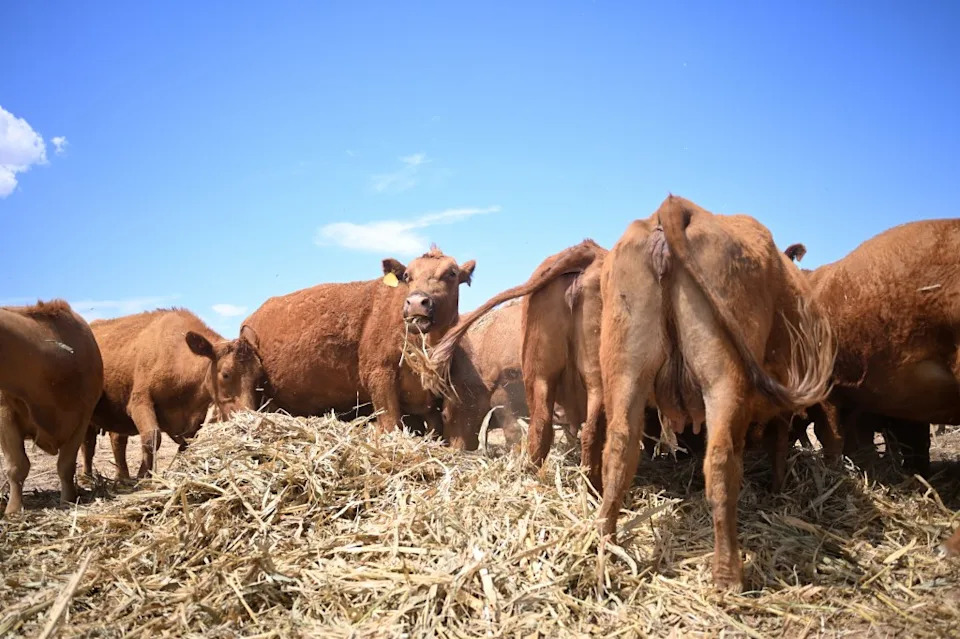 Americans Say They're 'Good With' Paying More as Beef Hits Record Highs — USDA Secretary Weighs In