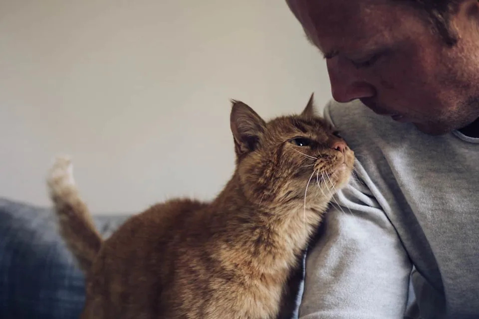 How Your Cat Could Help Fight Human Cancer: Landmark Study Maps 493 Feline Tumors