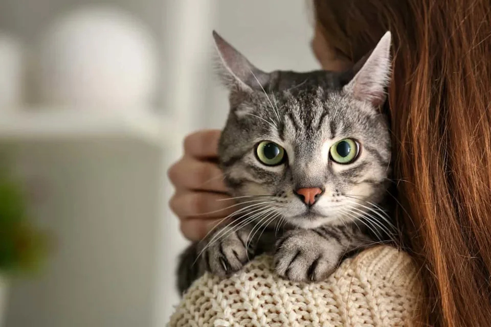 How Your Cat Could Help Fight Human Cancer: Landmark Study Maps 493 Feline Tumors