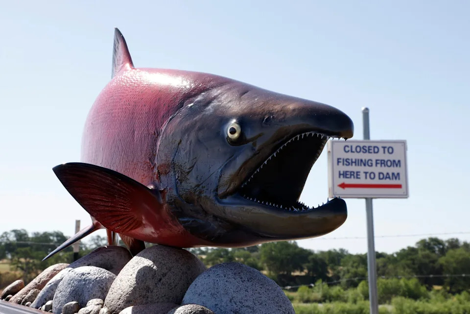 Antidepressants in Wastewater Are Rewiring Fish Brains, Study Finds
