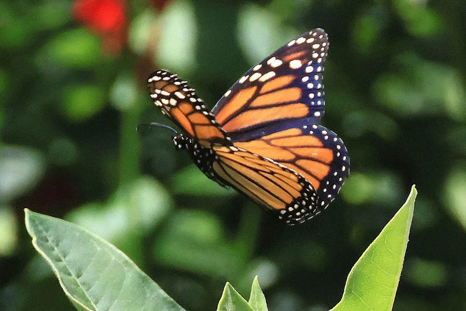 Tiny Solar Bluetooth Tags Let Anyone Track Monarch Butterflies on Their Great Migration