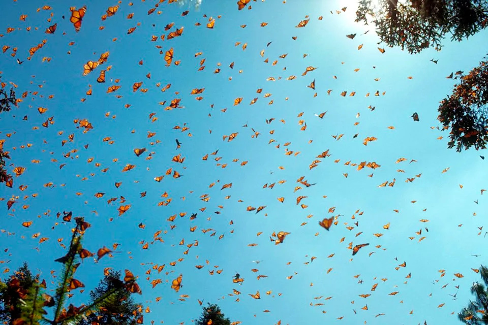 Tiny Solar Bluetooth Tags Let Anyone Track Monarch Butterflies on Their Great Migration