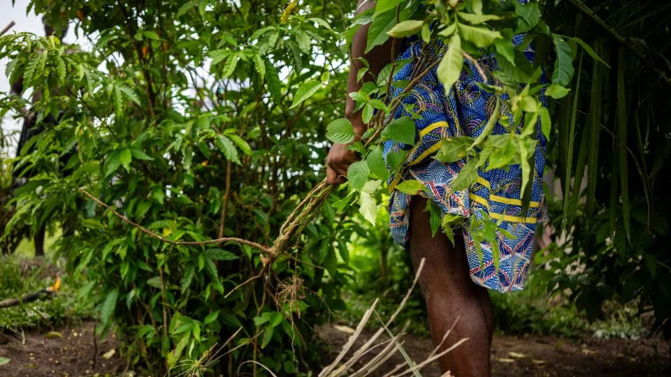 Ibogaine Explained: Promise, Risks, and Why Veterans and Researchers Are Watching