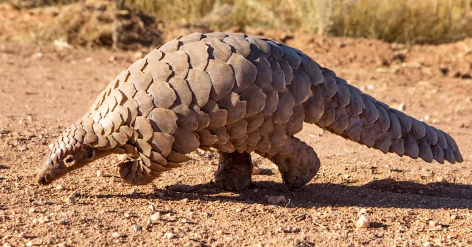 Naserian the Giant Pangolin Was Tracked — Then Killed by an Electrified Fence