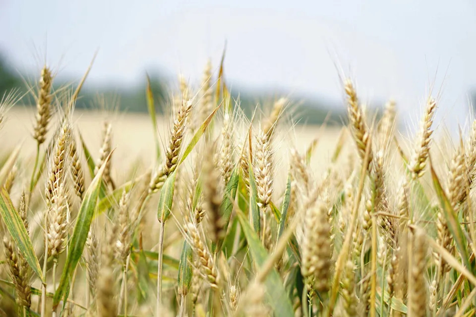 Early Heat Waves Cut Wheat Yields Most — But Can 