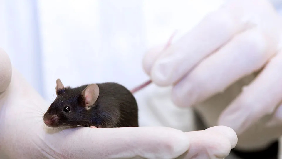 Mouse Study Suggests Spaceflight Can Impair Reproduction in Descendants — What That Might Mean for Humans