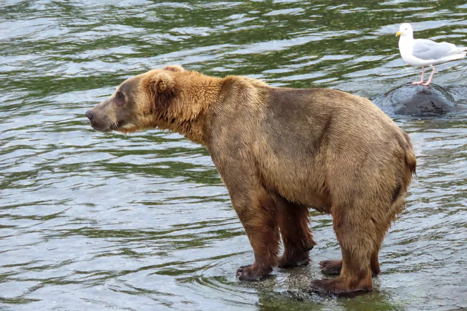 Fat Bear Week 2026 Kicks Off — How to Vote and What to Know