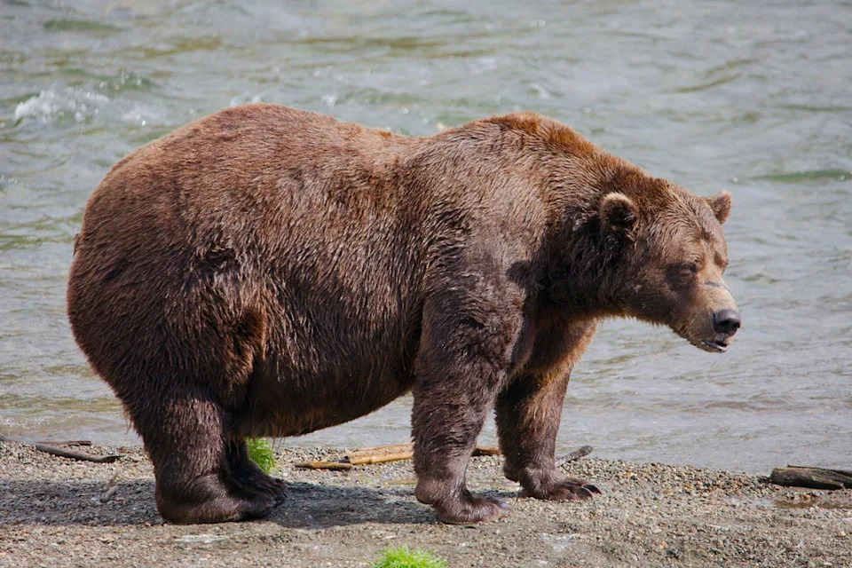 Fat Bear Week 2026 Kicks Off — How to Vote and What to Know