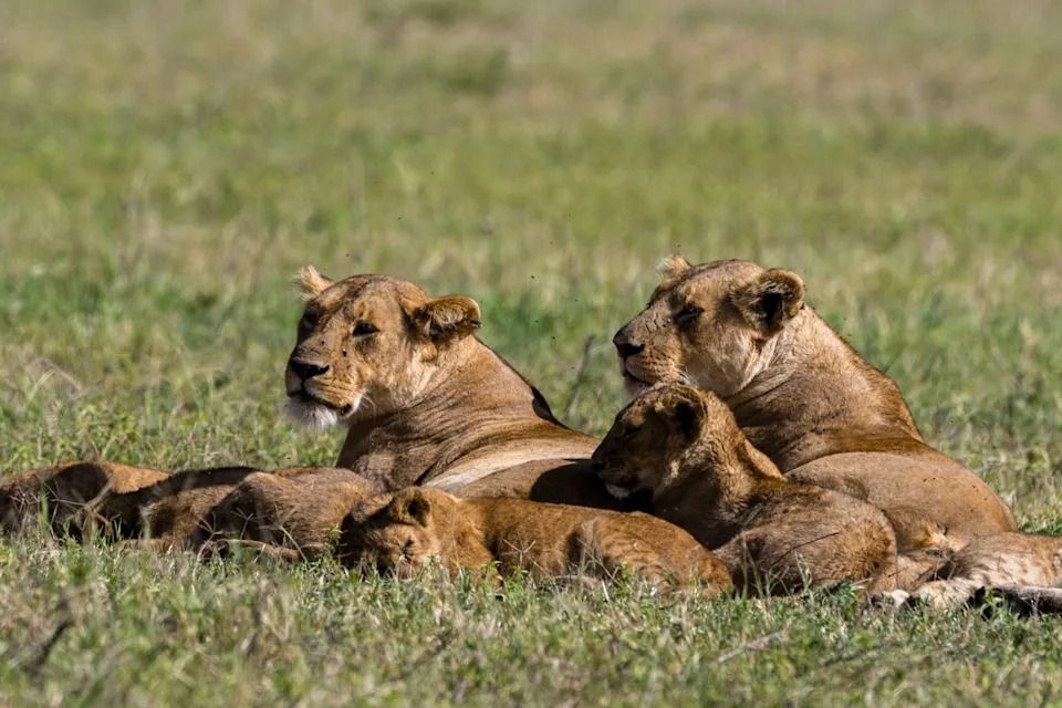 Suspected Poisoning Kills Ten Lions in Tanzania’s Ngorongoro — Investigators Probe Deliberate Act